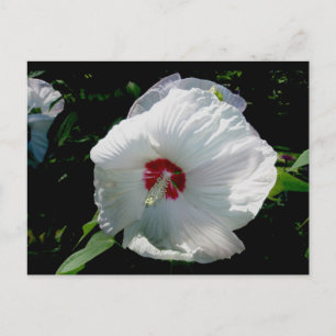Carte postale Hibiscus blanc