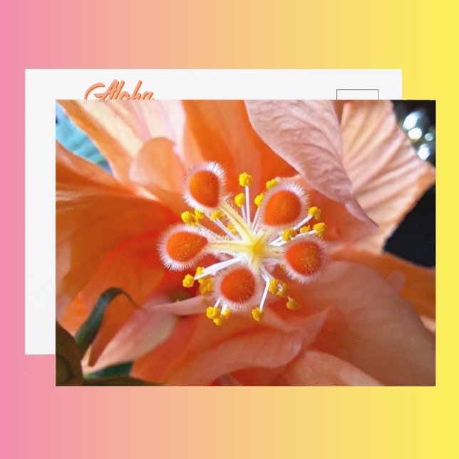 Carte Postale Hibiscus Botanical Flower Closeup Photographie (Créateur téléchargé)