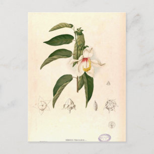 Carte Postale "Hibiscus campylosiphon", ch. 1880