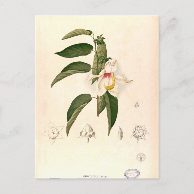 Carte Postale "Hibiscus campylosiphon", ch. 1880 (Devant)