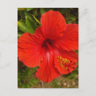 Carte Postale Hibiscus Crimson