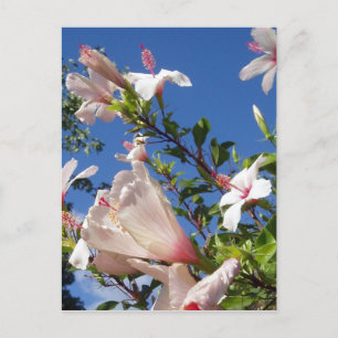 Carte postale Hibiscus Flowers