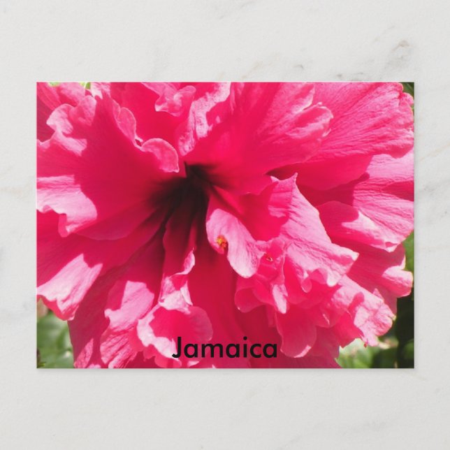 Carte postale Hibiscus Jamaïque (Devant)