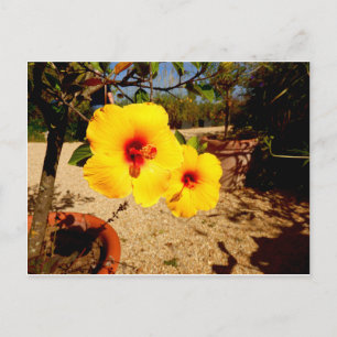 Carte postale Hibiscus jaune