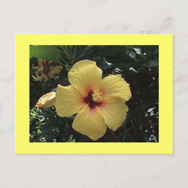 Carte postale Hibiscus jaune (Devant)