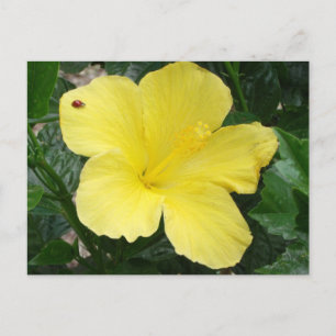 Carte postale Hibiscus jaune