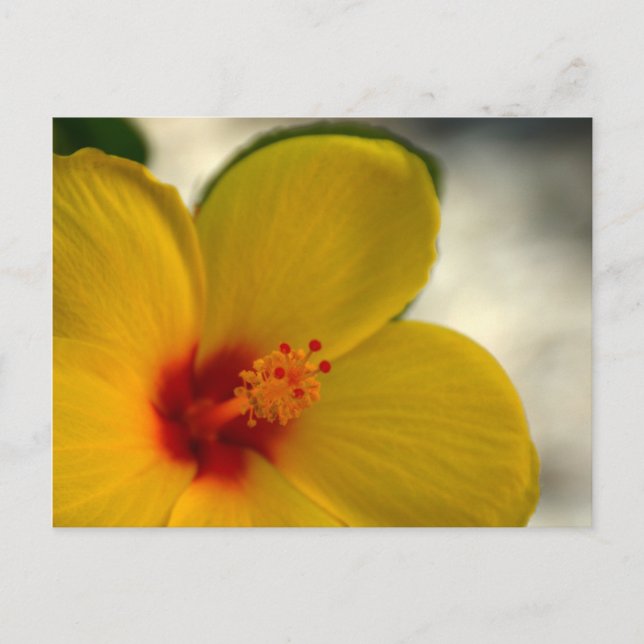 Carte Postale Hibiscus jaune (Devant)