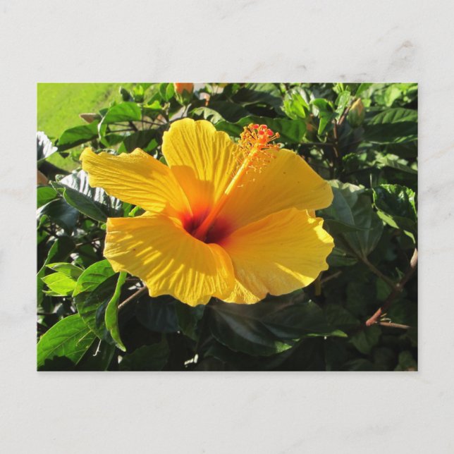Carte postale Hibiscus jaune (Devant)