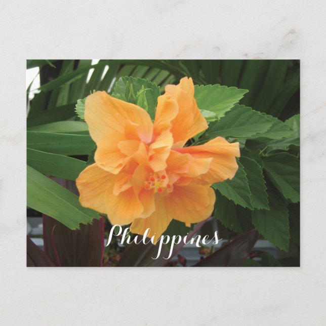 Carte Postale Hibiscus jaune des Philippines Gumamela (Devant)