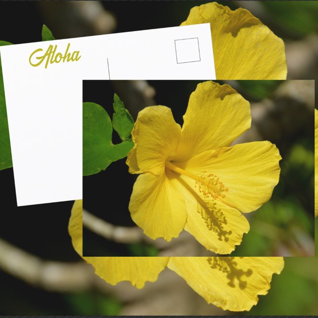Carte Postale Hibiscus jaune hawaïen Photographie botanique (Créateur téléchargé)