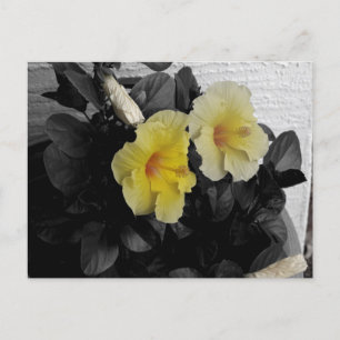 Carte Postale Hibiscus jaune photo couleur sélective