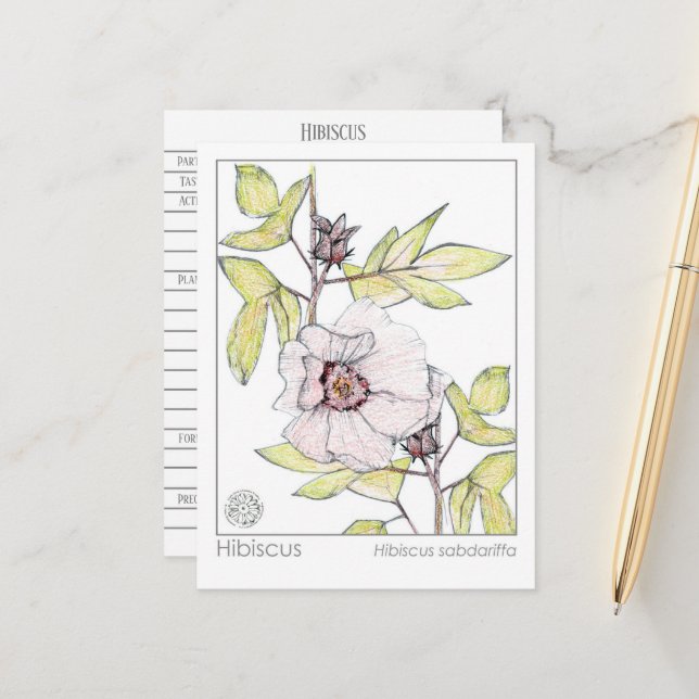 Carte Postale Hibiscus Materia Medica Monograph Herbal Study (Devant/Arrière en situation)