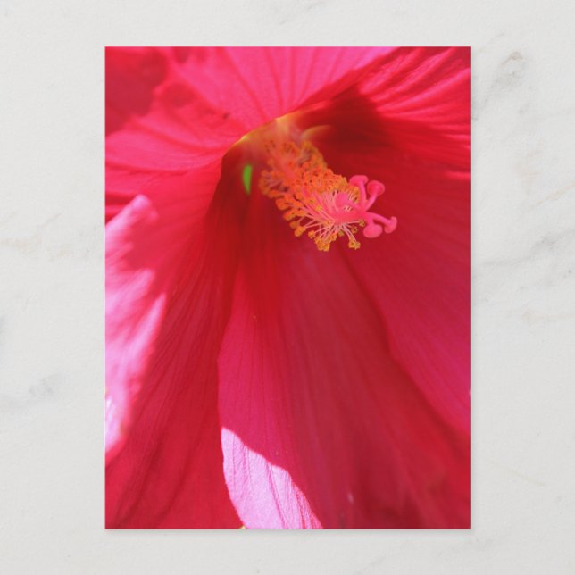 Carte Postale Hibiscus n° 1 (Devant)