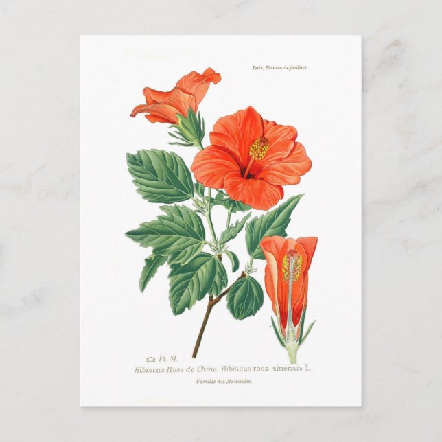 Carte Postale Hibiscus rosa-sinensis (Devant)