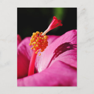 Carte Postale Hibiscus rosa-sinensis - closeuse d'un Hibiscus