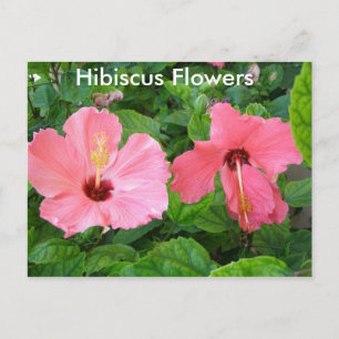 Carte postale Hibiscus rose