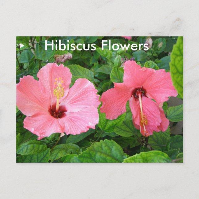 Carte postale Hibiscus rose (Devant)