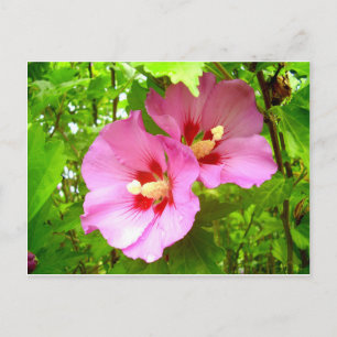 Carte postale Hibiscus rose