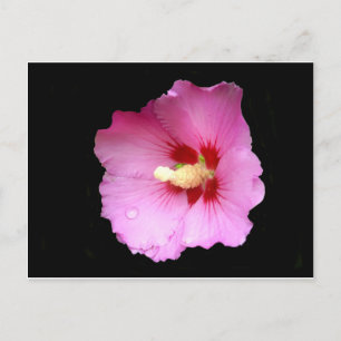 Carte postale Hibiscus rose