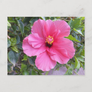 Carte postale Hibiscus rose, personnaliser