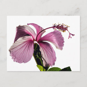 Carte Postale Hibiscus rose Vue latérale