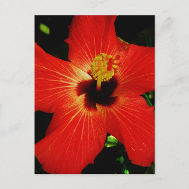 Carte Postale Hibiscus rouge (Devant)