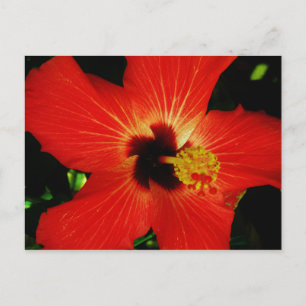 Carte Postale Hibiscus rouge