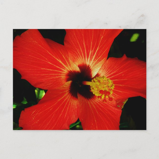 Carte Postale Hibiscus rouge (Devant)