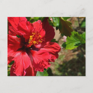 Carte postale Hibiscus rouge