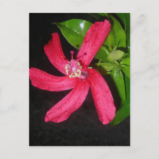 Carte Postale hibiscus rouge