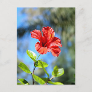 Carte Postale Hibiscus rouge