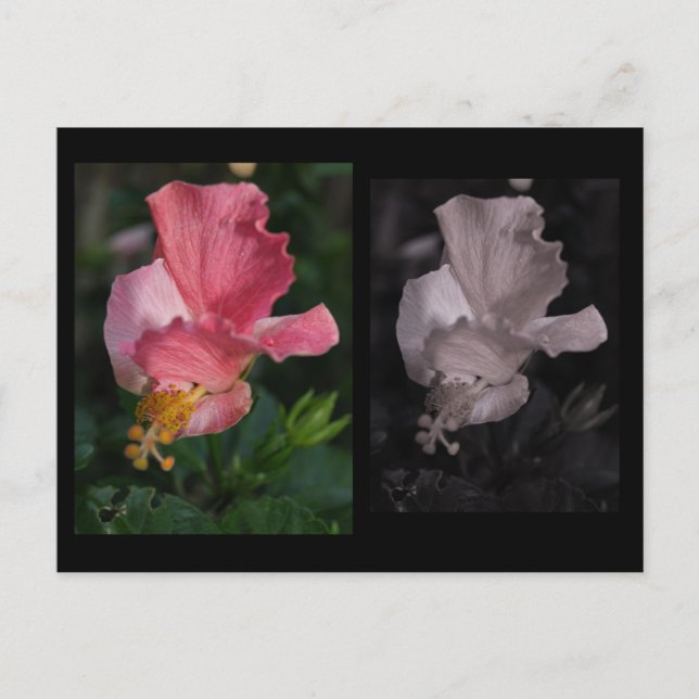 Carte postale Hibiscus tordu (Devant)