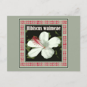 Carte Postale Hibiscus Waimeae d'Hawaii