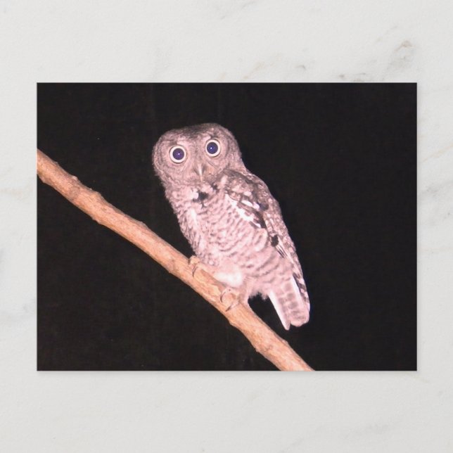 Carte postale hibou (Devant)