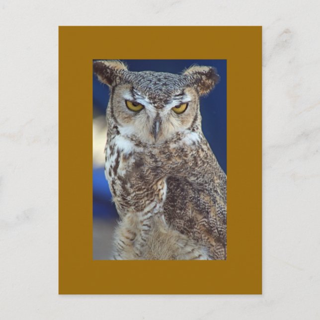 Carte Postale hibou (Devant)