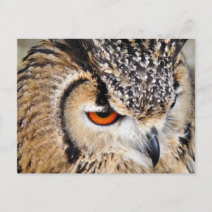 CARTE POSTALE HIBOU