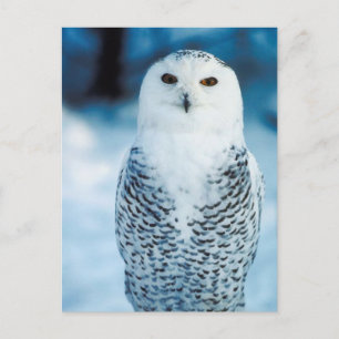 Carte Postale Hibou