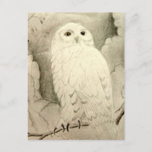 Carte Postale Hibou