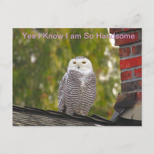 Carte Postale Hibou beau de neige (Devant)