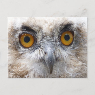 Carte Postale hibou de l'aigle européen