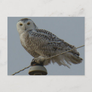 Carte Postale Hibou des neiges B38