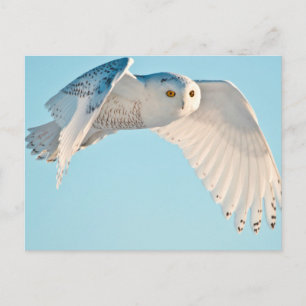 Carte Postale Hibou des neiges en vol
