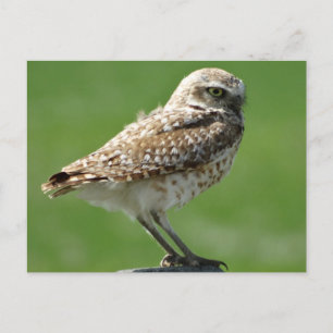 Carte Postale Hibou des terriers