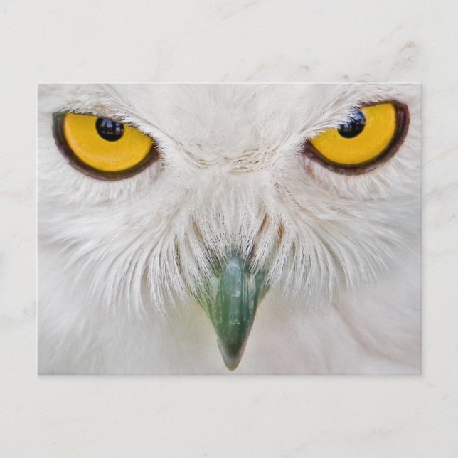 Carte Postale hibou des yeux jaunes (Devant)