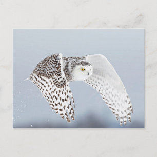 Carte Postale Hibou Harfang des neiges