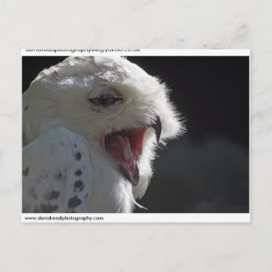Carte Postale hibou neigeux...