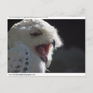 Carte Postale hibou neigeux...