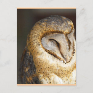 Carte Postale hibou-queue