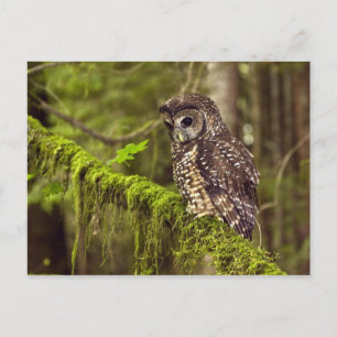 Carte Postale Hibou tacheté du Nord (Strix occidentals caurina)
