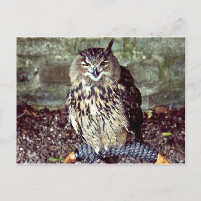 Carte Postale Hiboul d'aigle (Devant)